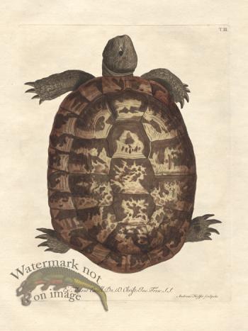 Snapping Turtle Trew